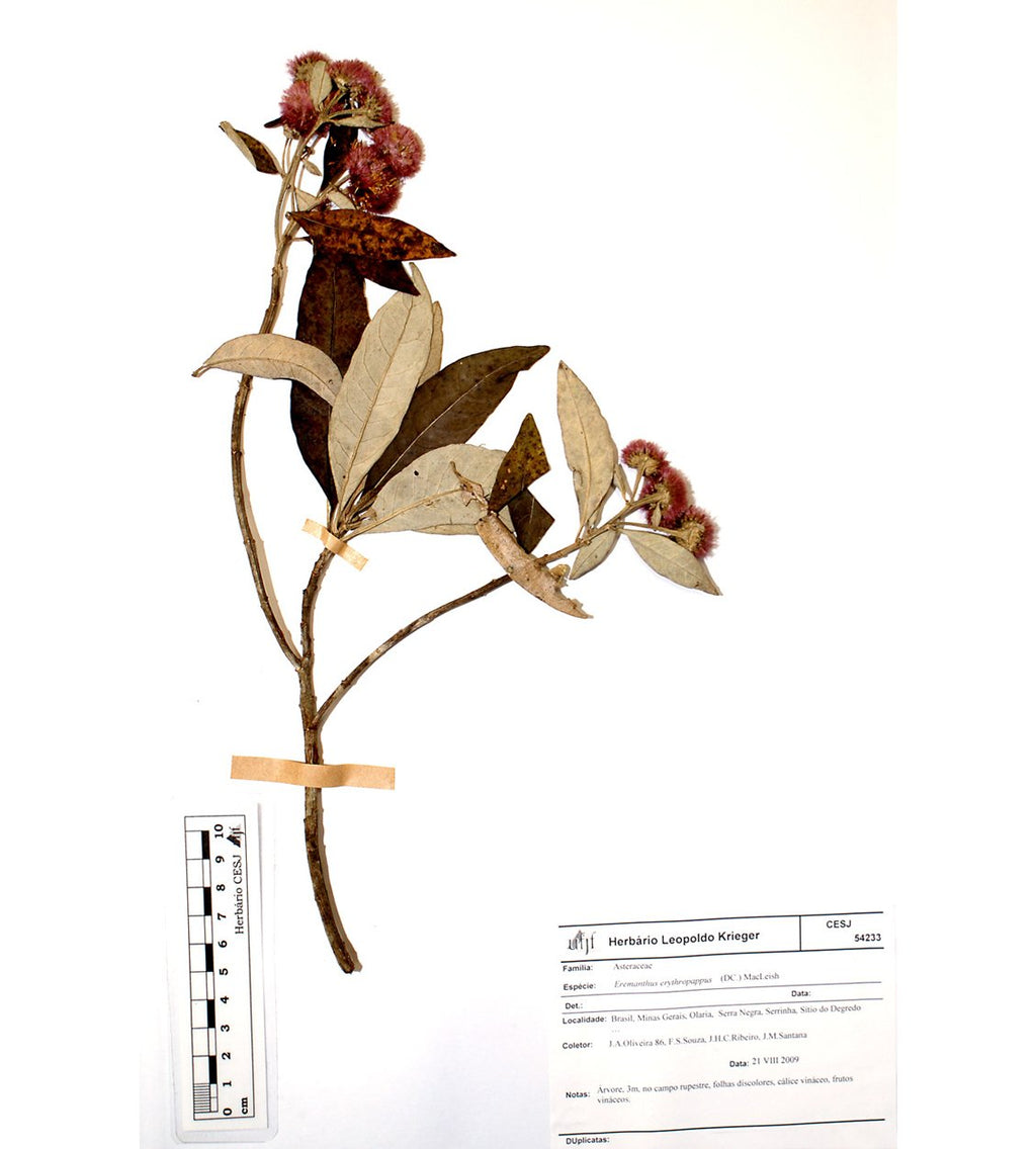 Nước Cân Bằng 2% BHA Tẩy Tế Bào Chết, Làm Sạch Sâu Da - oh!oh! BHA 2% toner : b (75ml)